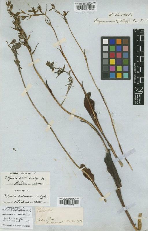 Thelymitra crinita Lindl. - BM000990349