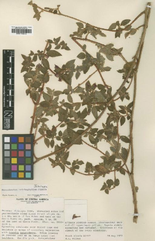 Monochaetum trichophyllum Almeda - BM001008015