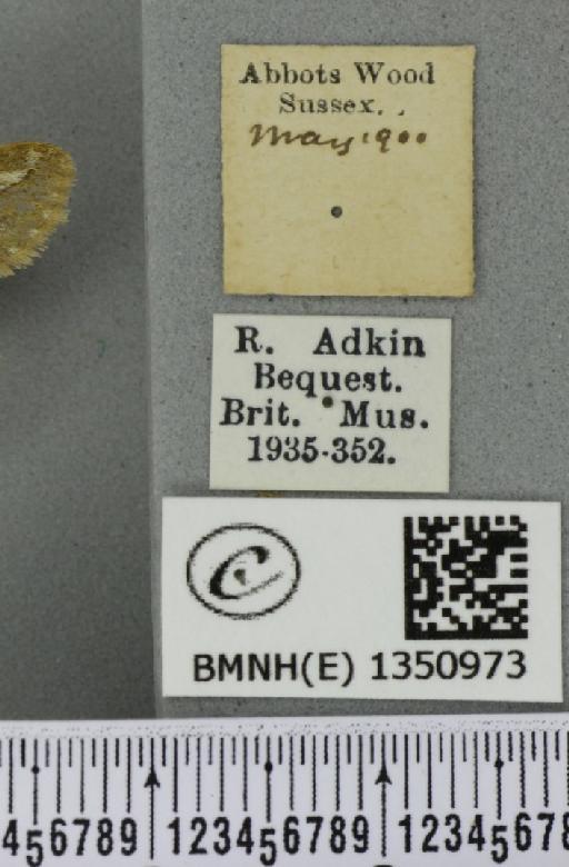 Korscheltellus lupulina (Linnaeus, 1758) - BMNHE_1350973_label_186367