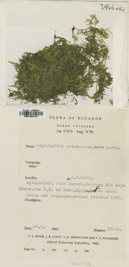 Lepidopilum attenuatum E.B.Bartram - BM000862164