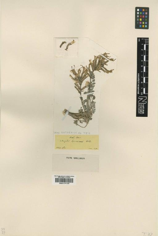 Astragalus spruneri Boiss. - BM000751008