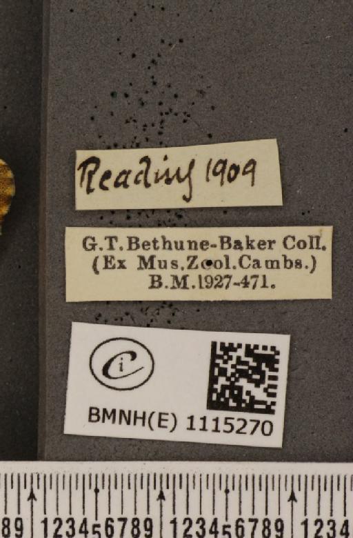 Anthocharis cardamines britannica Verity, 1908 - BMNHE_1115270_label_68005