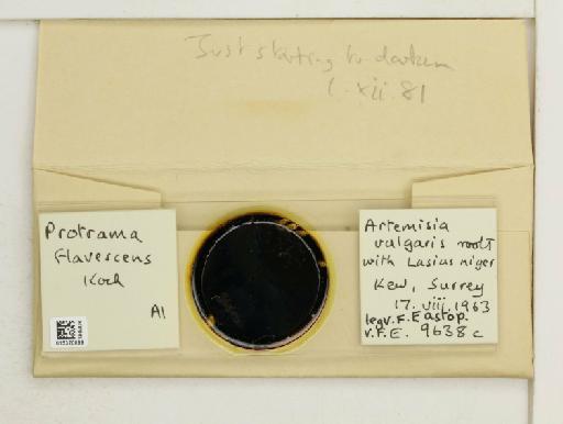Protrama flavescens Koch, 1856 - 015320099_additional