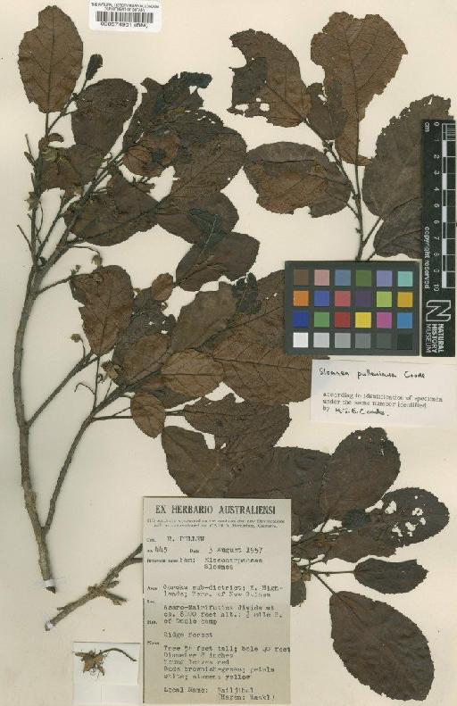 Sloanea pulleniana Coode - BM000574901