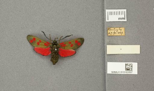 Zygaena (Zygaena) filipendulae stephensi Dupont, 1900 - 015192697_775459_1085133