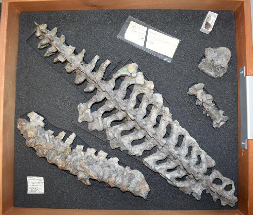 Cynognathus crateronotus Seeley, 1895 - NHMUK PV R 2571 - vertebral column drawer