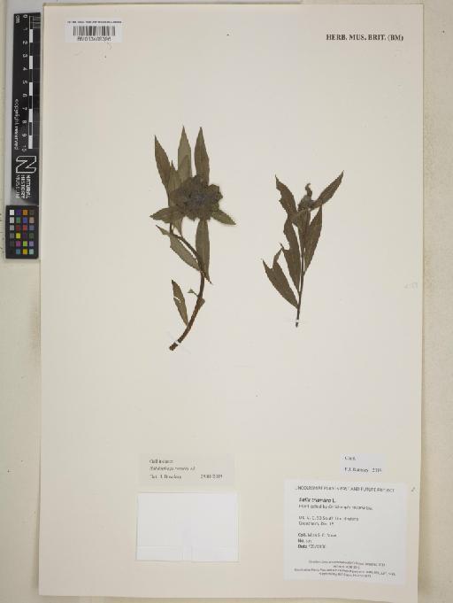 Salix triandra L. - BM013409396