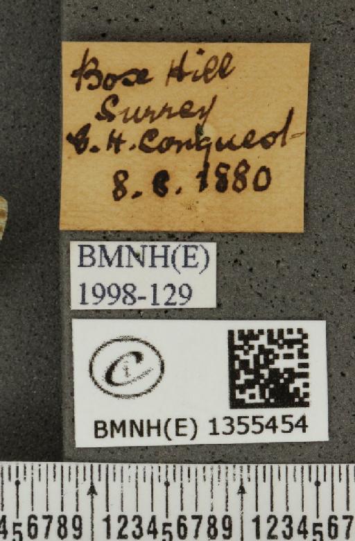 Hesperia comma (Linnaeus, 1758) - BMNHE_1355454_label_156711