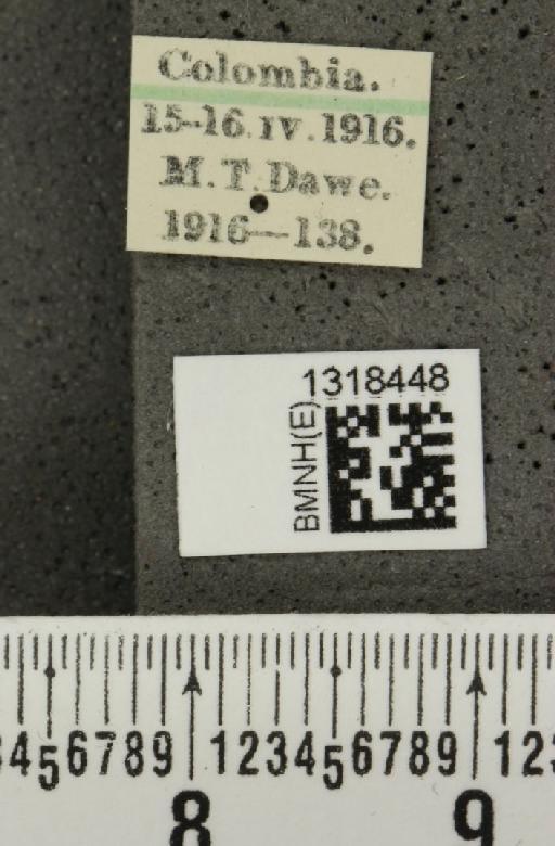 Epitrix nigroaenea Harold, 1875 - BMNHE_1318448_label_24708