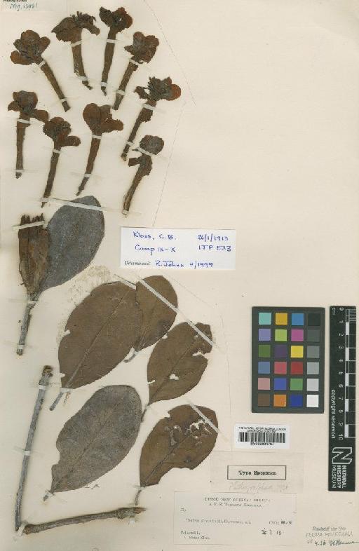 Rhododendron carstensense Wernham - BM000996767