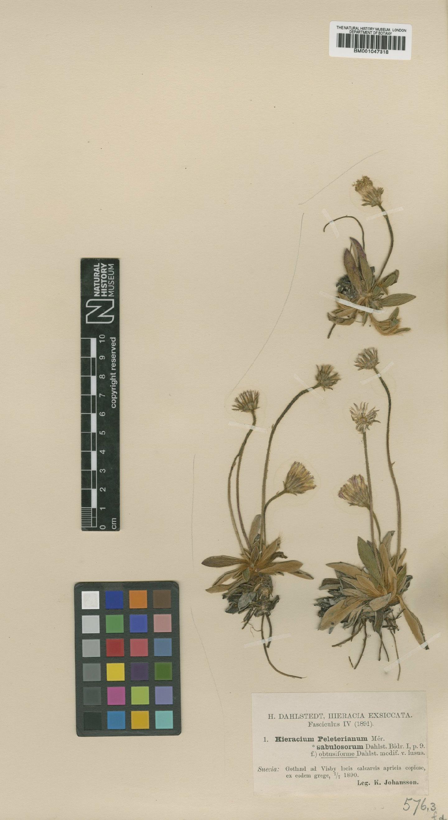 To NHMUK collection (Hieracium peleterianum subsp. sabulosorum Dahlst.; NHMUK:ecatalogue:2761340)