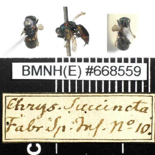Chrysis succincta Linnaeus, 1767 - Chrysis_succinctus-BMNH(E)#668559-habiti