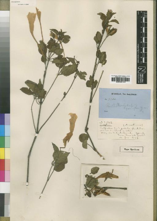 Ruellia bignoniiflora Moore - BM000931018