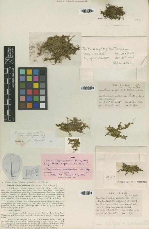 Plagiomnium succulentum (Mitt.) T.J.Kop. - BM001086783_a