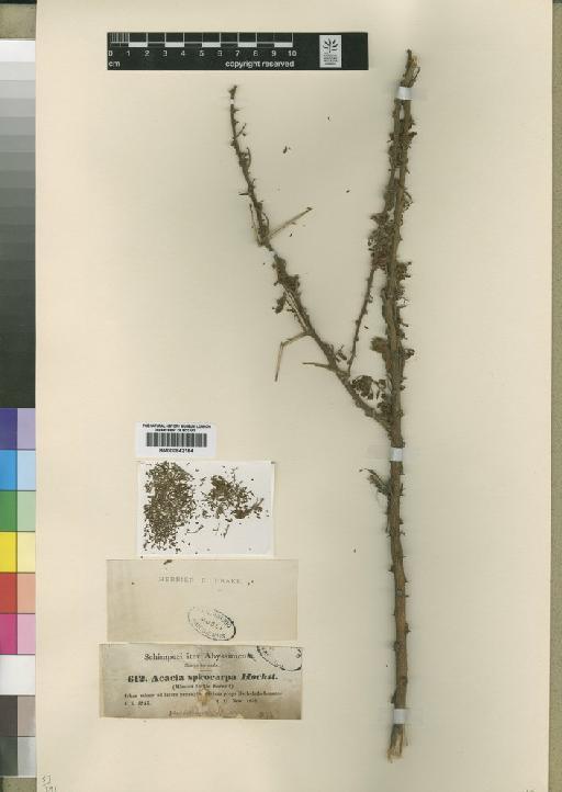 Acacia tortilis subsp. spirocarpa (Hochst. ex A.Rich.) Brenan - BM000842164