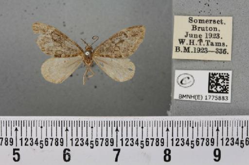 Operophtera brumata (Linnaeus, 1758) - BMNHE_1775883_358224