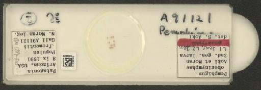 Pemphigus nortonii Maxson, 1934 - 010183303_112914_1095572