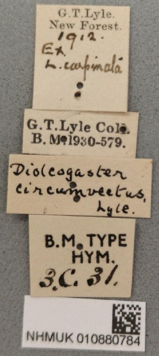 Diolcogaster circumvectus Lyle, 1918 - 010880784_Diolcogaster_circumvectus_labels