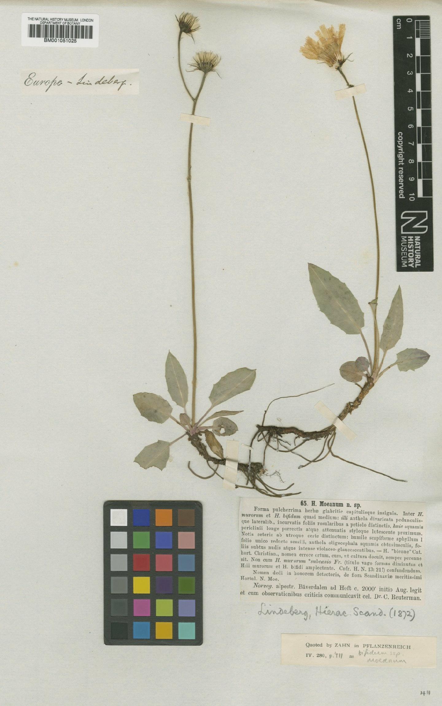 To NHMUK collection (Hieracium bifidum subsp. moeanum (Lindeb.) Zahn; TYPE; NHMUK:ecatalogue:2415346)