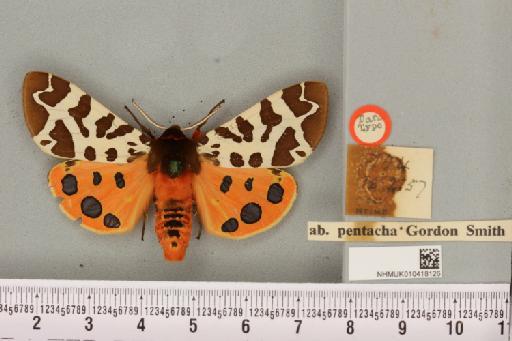 Arctia caja (Linnaeus, 1758) - NHMUK_010418126_a_530680