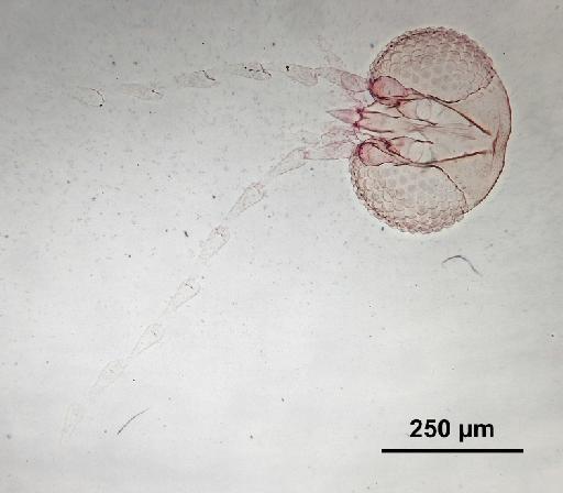 Trichomyia contigua Duckhouse, 1978 - Trichomyia_contigua-010210253-head-160_0x-scale