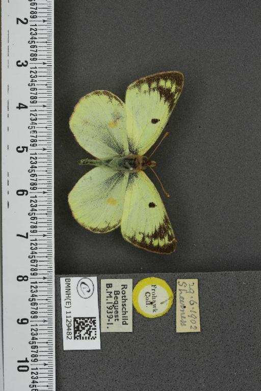 Colias hyale ab. flavofasciata Lambillion, 1907 - BMNHE_1129482_85856