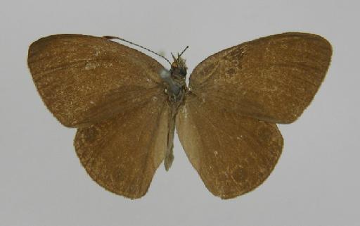 Euptychia innocentia Felder - BMNH(E)_1266962_Forsterinaria_(Euptychia)_innocentia_Felder & Felder_T_male_ (2)
