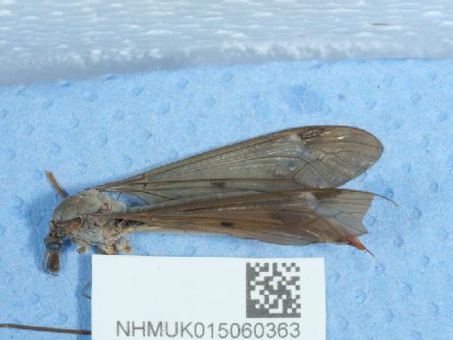 Tipula fulvipennis Walker, 1848 - 015060363_7