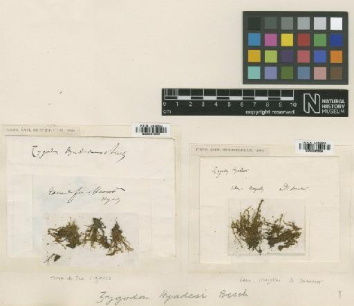 Bryomaltaea obtusifolia (Hook.) Goffinet - BM000873023_a