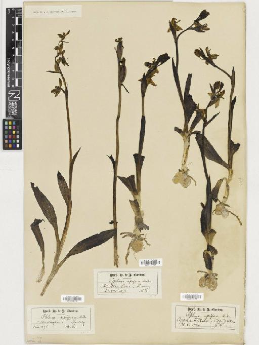 Ophrys apifera Huds. - BM001081128