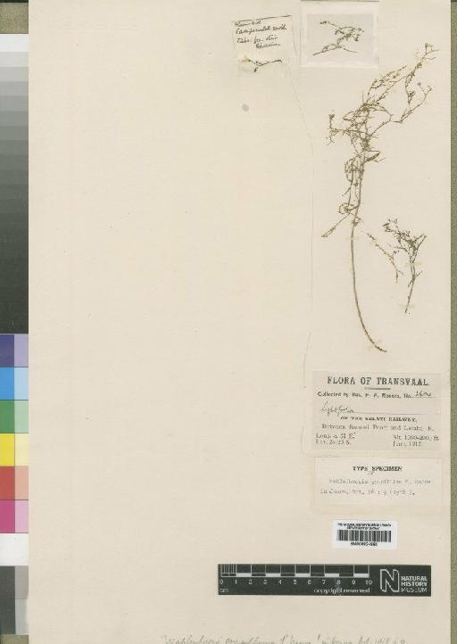 Wahlenbergia banksiana A.DC. - BM000924960