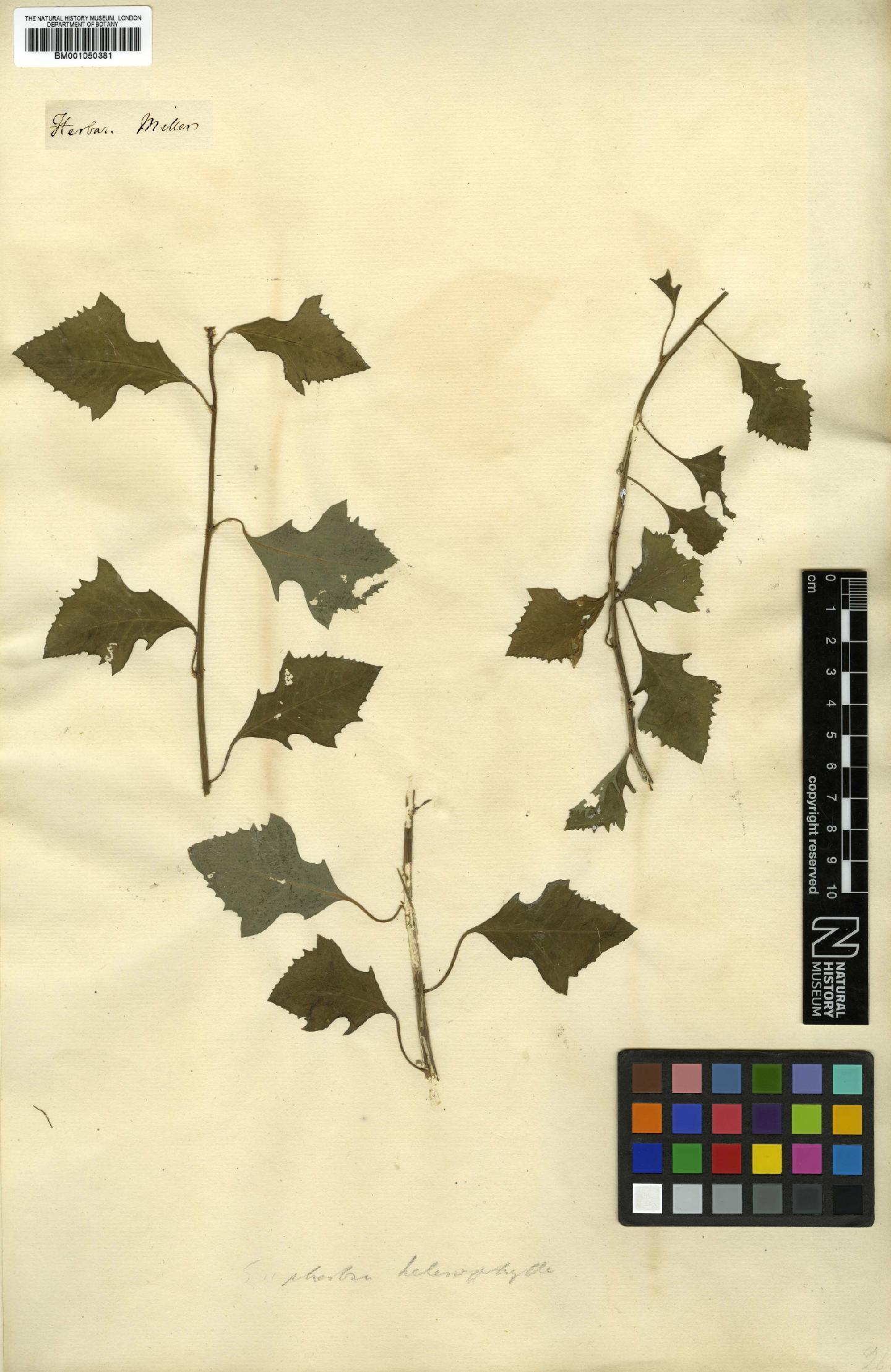 To NHMUK collection (Euphorbia heterophylla L.; NHMUK:ecatalogue:2311011)