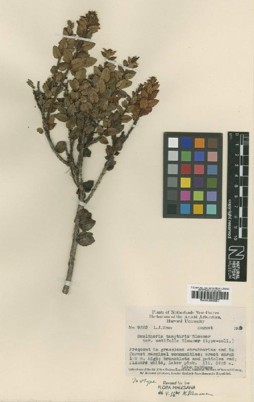 Gaultheria tanythrix Sleumer - BM000996557