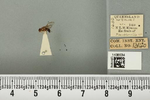 Bactrocera (Bactrocera) laticauda (Hardy, 1950) - BMNHE_1438534_32502