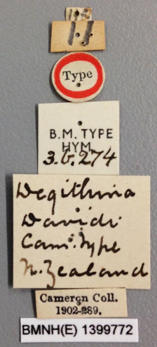 Degithina davidi Cameron, P., 1901 - Degitihina_davidi_holotype_labels