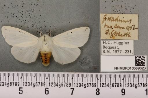 Spilosoma urticae (Esper, 1789) - NHMUK_010389323_509805