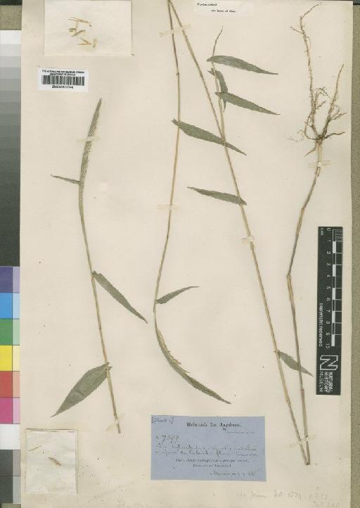 Phyllorachis sagittata Trimen - BM000922746