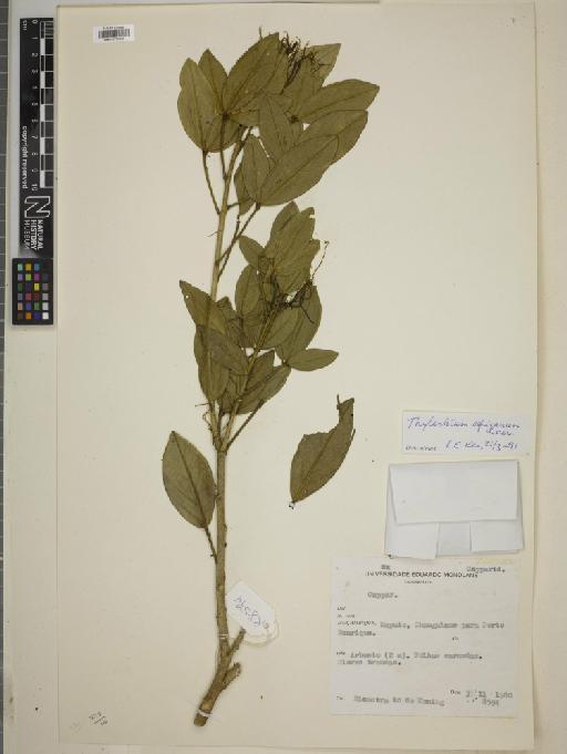 Thilachium africanum Lour. - BM010775503