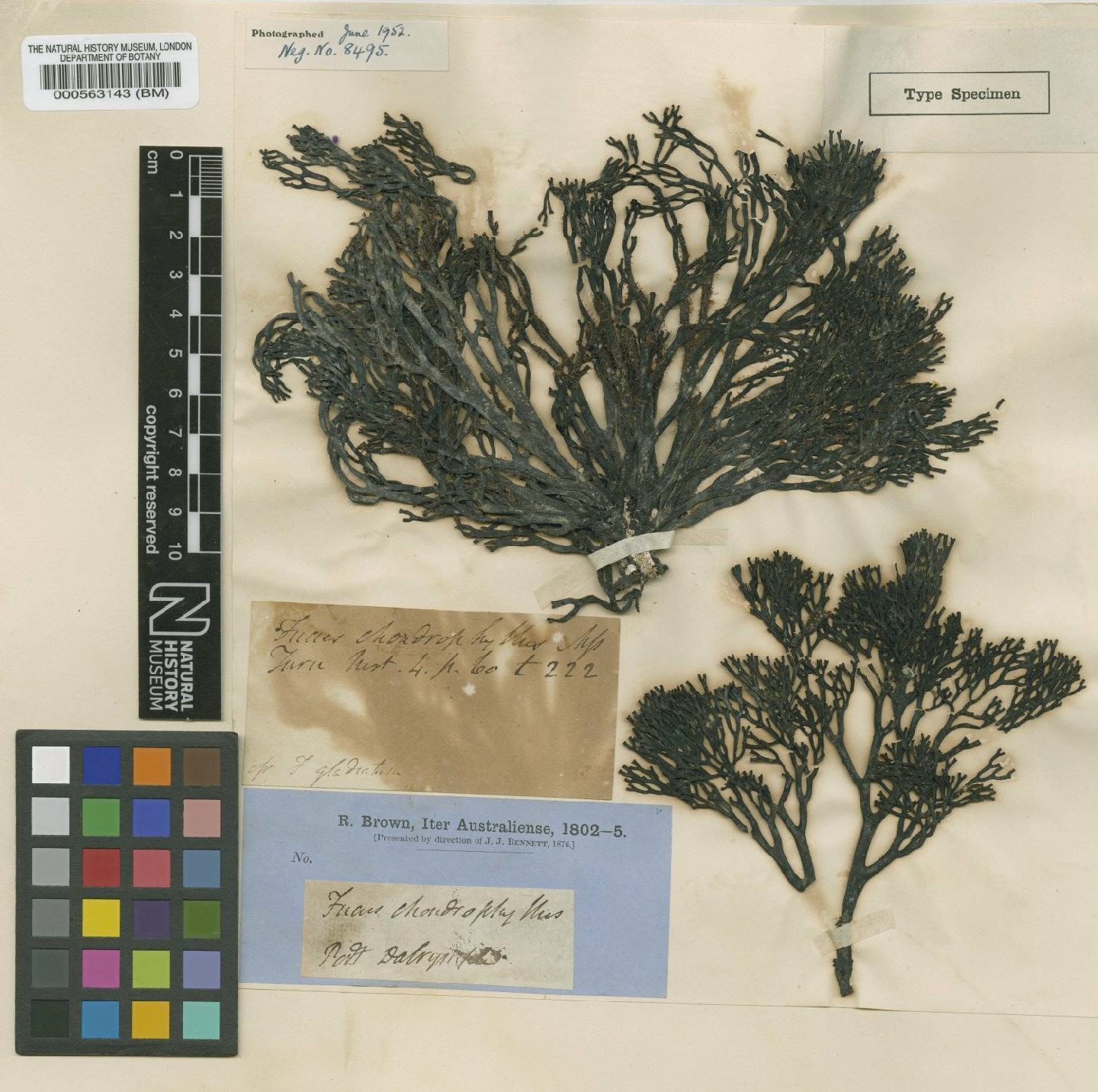 To NHMUK collection (Xiphophora chondrophylla (R.Br. ex Turner) Mont. ex Harv.; Isosyntype; NHMUK:ecatalogue:4722705)