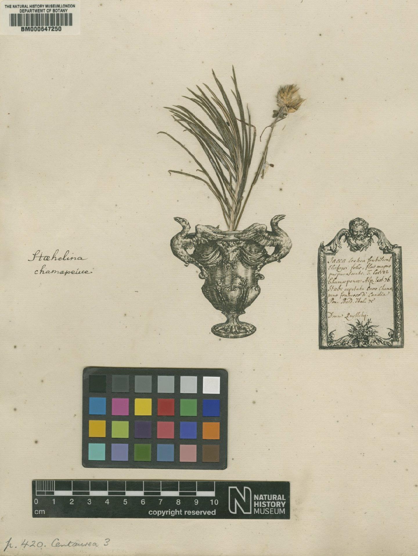 To NHMUK collection (Serratula chamaepeuce L.; Original material; NHMUK:ecatalogue:4704133)
