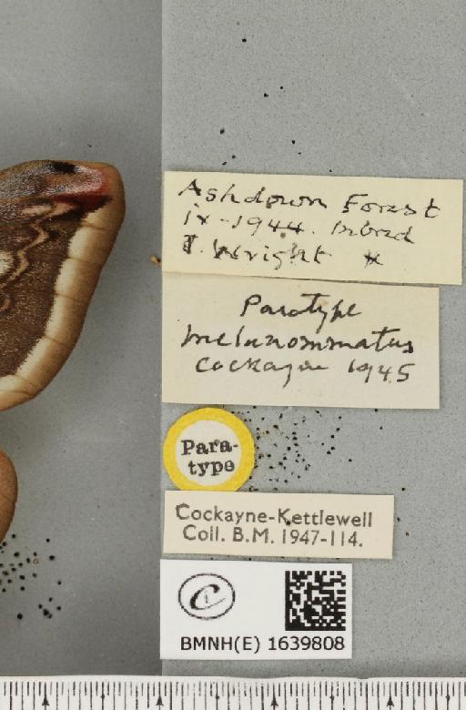 Saturnia pavonia ab. melanommatus Cockayne, 1945 - BMNHE_1639808_label_203812