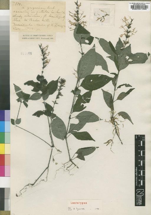 Brachystephanus jaundensis subsp. nemoralis (S.Moore) I.Darbysh. - BM000528806