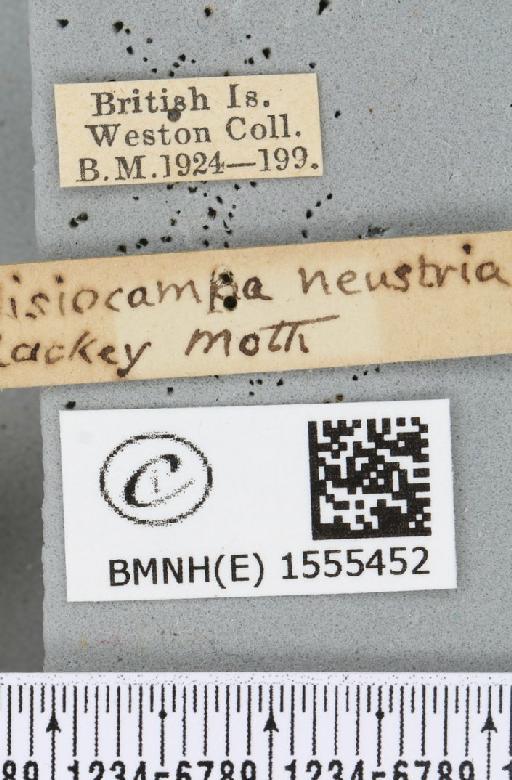 Malacosoma neustria (Linnaeus, 1758) - BMNHE_1555452_label_260008