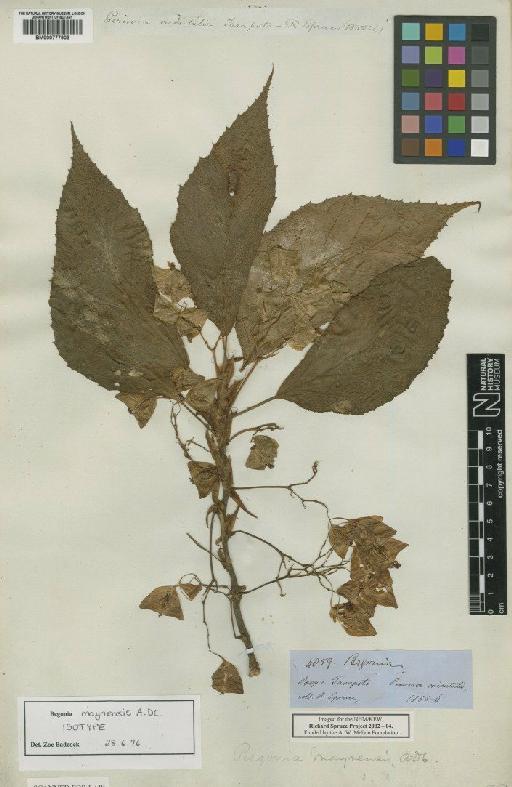 Begonia L. - BM000777903