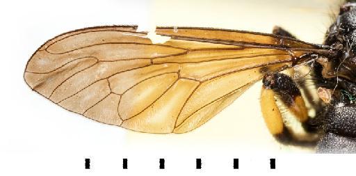 Laphria multipunctata Oldroyd, 1974 - NHMUK 012804993 Laphria multipunctata ST wing