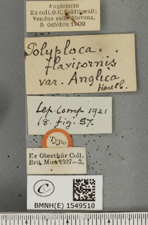 Achlya flavicornis galbanus Tutt, 1891 - BMNHE_1549510_label_239105