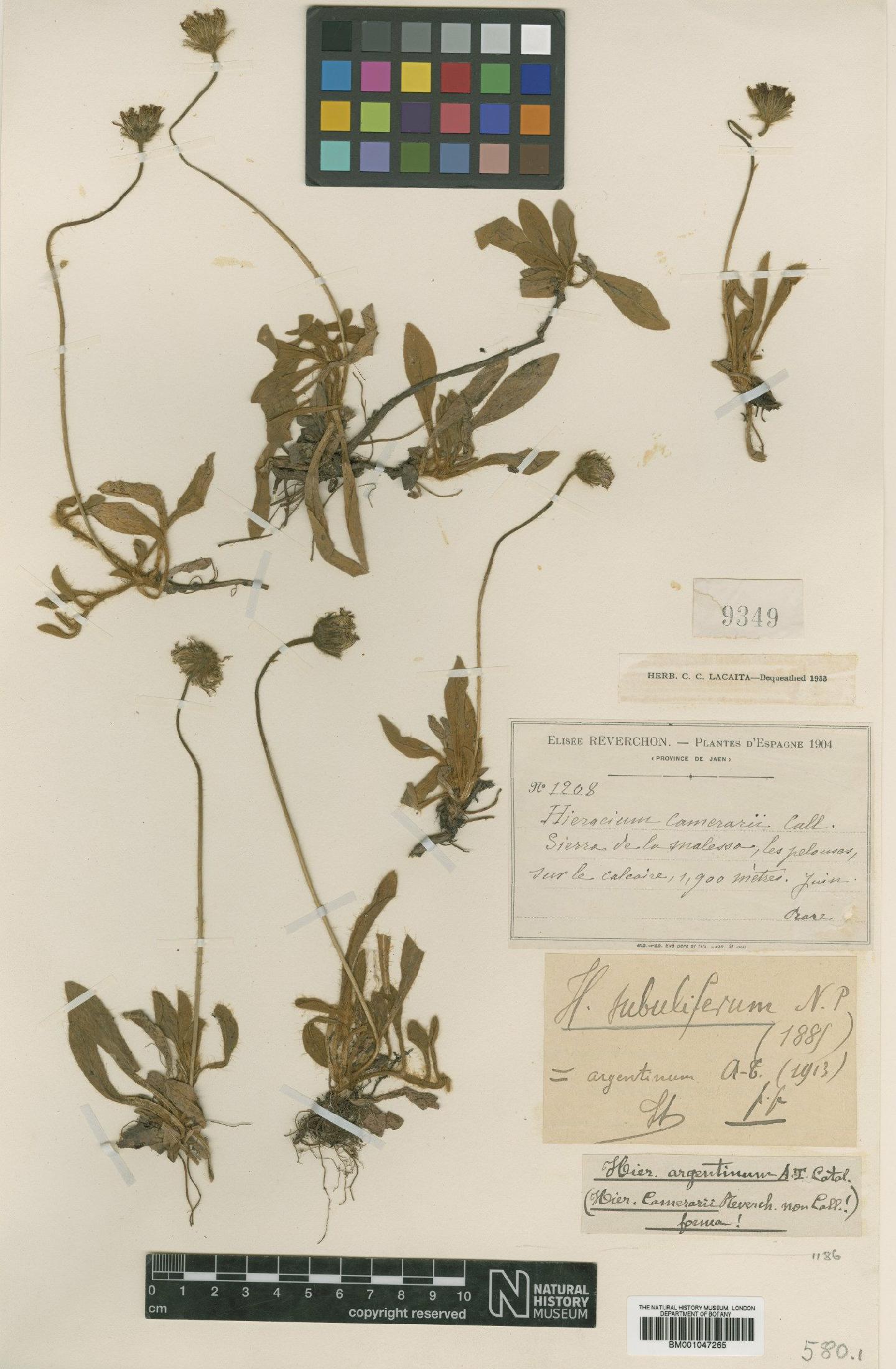 To NHMUK collection (Hieracium subuliferum subsp. subuliferum Nägeli & Peter; Type; NHMUK:ecatalogue:2757074)