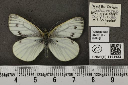 Pieris napi thomsoni Warren, 1968 - BMNHE_1141423_99711