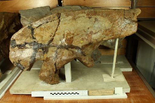 Megalosaurus bucklandi Meyer, 1832 - 010030698_L01003728