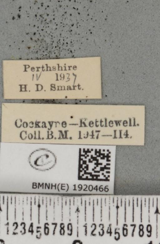 Ematurga atomaria (Linnaeus, 1758) - BMNHE_1920466_label_486340